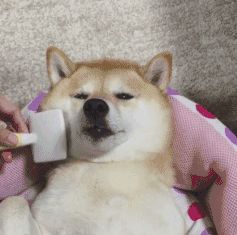 ͼ